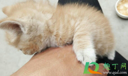 猫咪感冒可以不管吗2