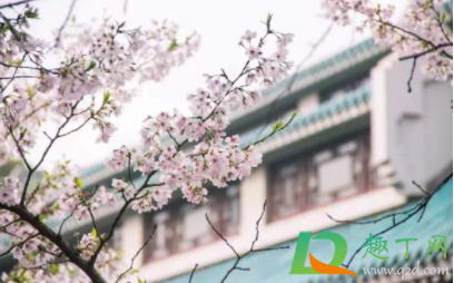 2021武汉樱花开了吗2