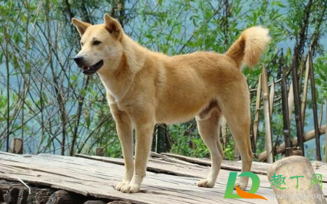 中华田园犬和串串狗的区别2