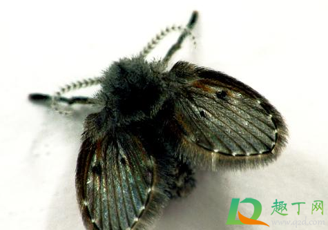 老人为什么说不能打死飞蛾2