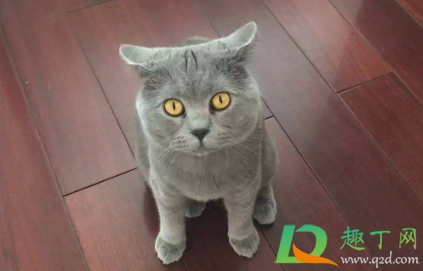 猫咪飞机耳是什么样子2