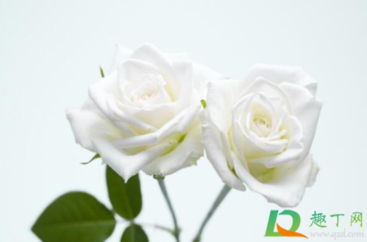 清明节扫墓可以用康乃馨吗2
