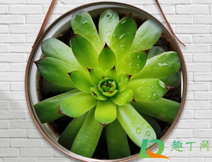 多肉换盆后叶子变焉了怎么办2