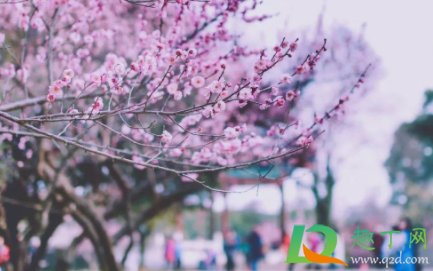 武汉大学樱花要预约吗20212