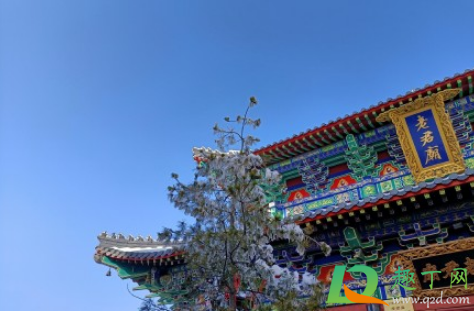 河南老君山怎么火起来的2