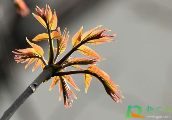 香椿烫后放冷藏可以吗2