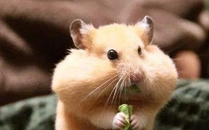 仓鼠藏食物夹囊会怎么样2