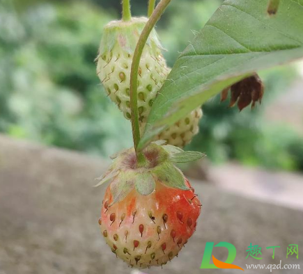 芒种后能种草莓吗2