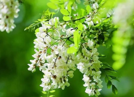 槐花焯水好还是不焯水好2