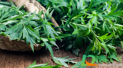 2021端午节的艾草可以挂一年吗2