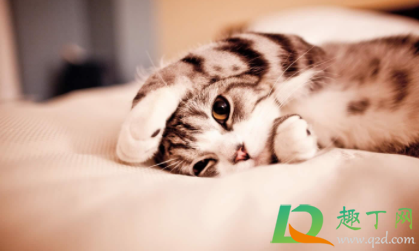 猫一直在家会得猫瘟吗2