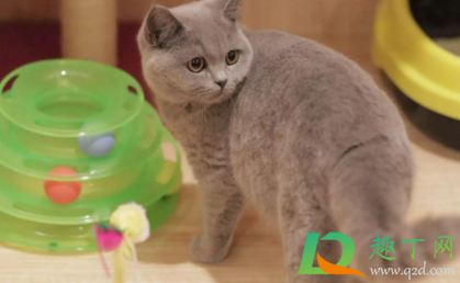 猫生产前几天开始找窝2