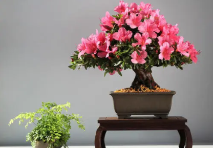 花盆小飞虫怎么消灭2