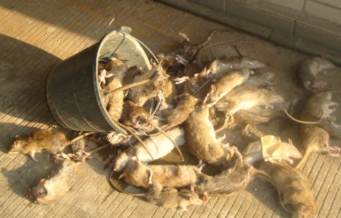 屋里喷什么能驱赶老鼠2