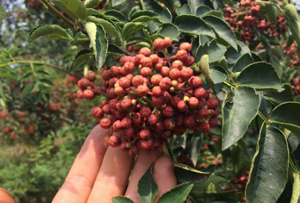 花椒嫁接用什么砧木好 2