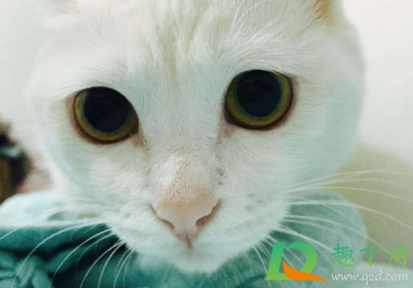 猫咪瞳孔变圆是什么意思2