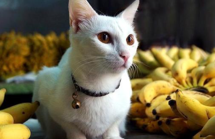 猫咪吃香蕉会怎么样3