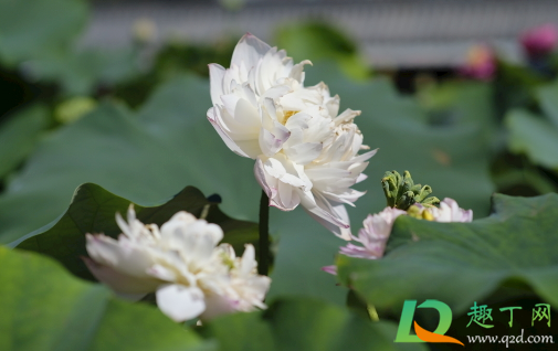 碗莲种子怎么破口3