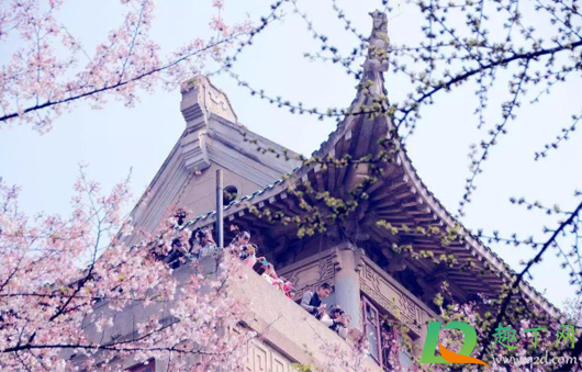 2021年武大樱花门票多少钱一张3