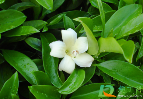 非洲茉莉零下能活吗3