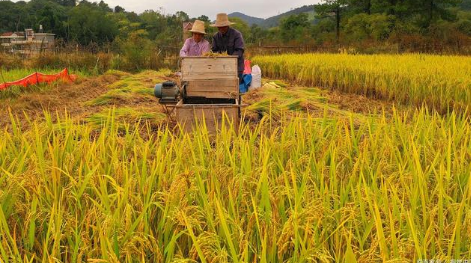 2021粮食直补已发放省份有哪些3