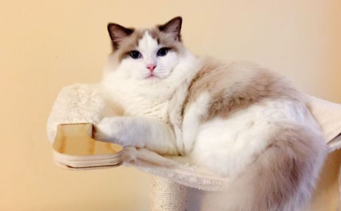 猫怎么样是嘴套饱满3