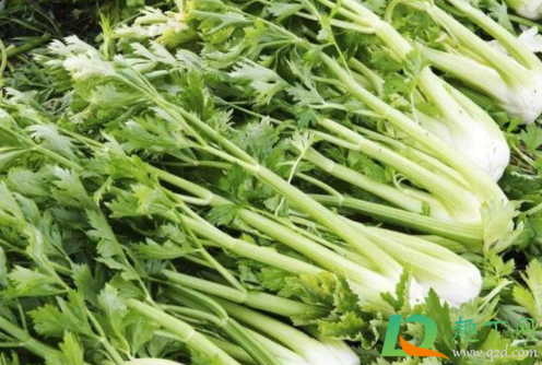 水芹菜焯水后为什么水变黑3