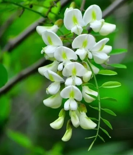 槐花焯水好还是不焯水好3