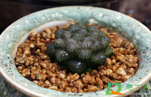 玉露的叶子需要喷水吗3