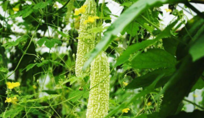 痤疮可以吃苦瓜吗3