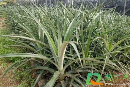 菠萝苗种植多久后结果3
