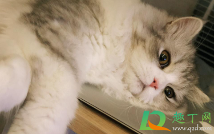 猫有口气怎么清理3