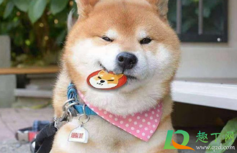 shib币未来能涨到多少 3