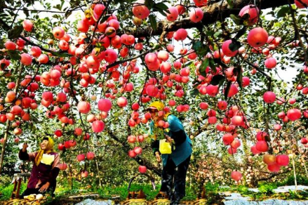 苹果园反光膜啥样的好3