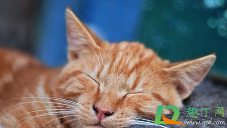 猫瘟会自愈吗3