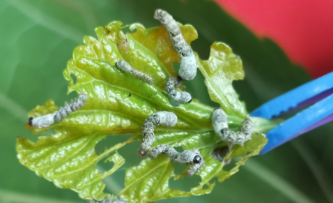 刚点完蚊香要多久蚕可以放3