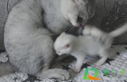猫咪感冒可以不管吗3