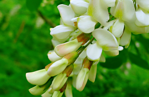 吃槐花它的柄和花蕾要摘掉吗3