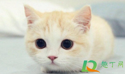 天天在家的猫会有狂犬病毒吗3
