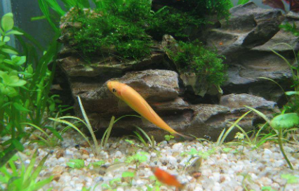 鱼缸青苔是怎么形成的3