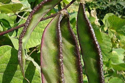 扁豆种植时间在什么时候3