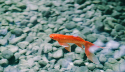 养鱼加盐好还是不加盐好3