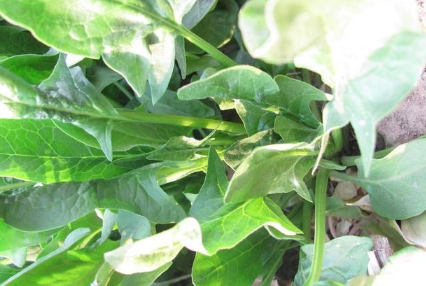 菠菜抽薹是咋回事3