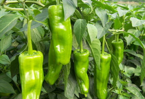 辣椒可以和韭菜混种吗3