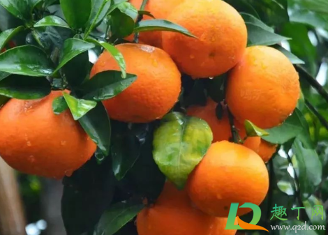 沃柑新梢黄是什么原因3