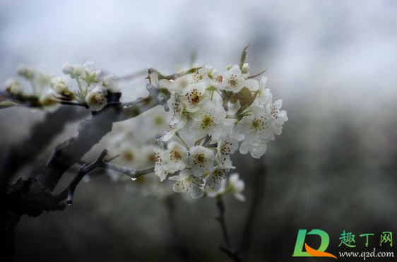 2021清明节学生可以离开上海吗3