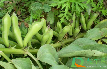 蚕豆能五月份种植吗3