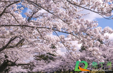 2021广州樱花节什么时候开始3
