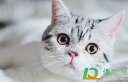 猫咪瞳孔变圆是什么意思3