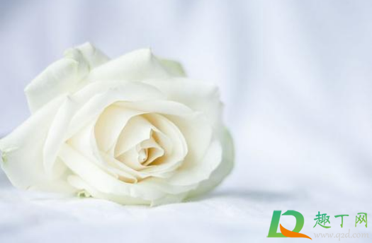 清明节扫墓可以用康乃馨吗3